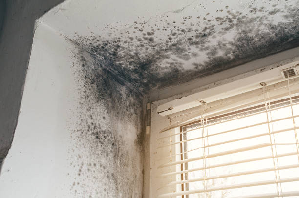 Affordable Hvac And Air Duct Mold Remediation solutions in Burnt Cabins, PA